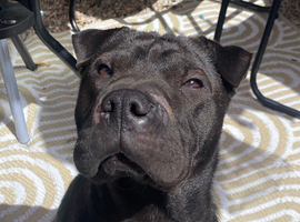 2yr old SharPei x Staffy