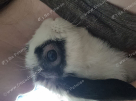 Mini lop