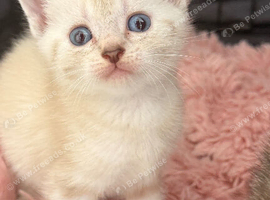 Kittens