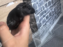 2 male gerbils for sale