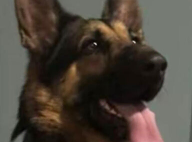 German Shepherd &ndash; Black & Tan &ndash; 3 Years Old (Workline)