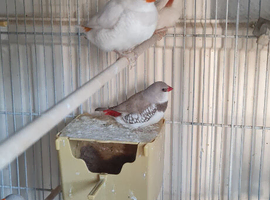 Diamond firetails