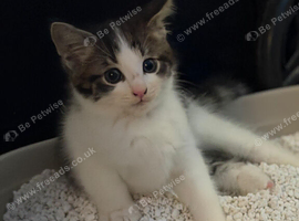 Tabby boy grey and white kitten