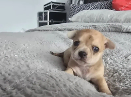 Adoreable  mini chihuahuas puppies