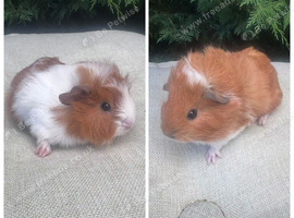 Baby girls