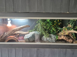 Leopard geko and full setup