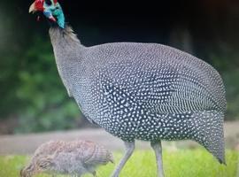 guinea fowl hatching eggs