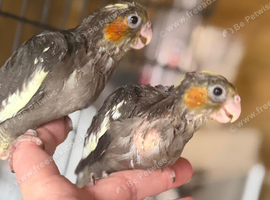 Hand-Reared Cockatiels