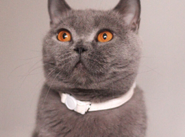 British Blue Shorthaired Female GCCF