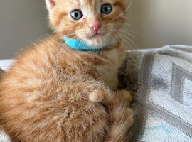 8 Week Old Ginger Male Kitten