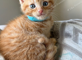 4 month old ginger male cat