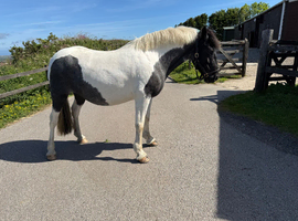 13.2 4yr old mare