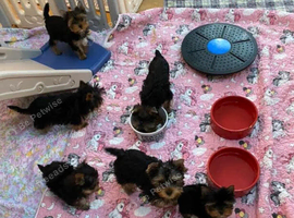 Yorkshire terrier litter of puppies