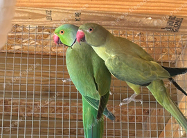 Breeding Pair Of Ring Necks