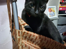 18 month old cat