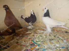TUBLERS FOR SALE..