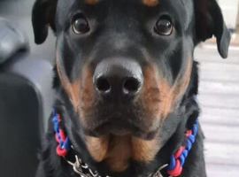 Female Rottie