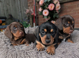 miniature dachshund puppies