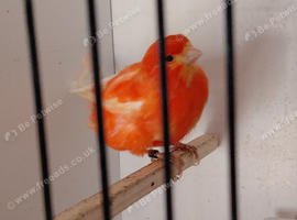 Red factor canaries