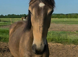 Lovely Dun 2yr Filly