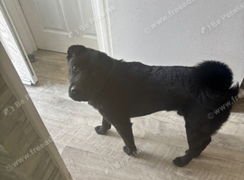 Black long coat shar pei (male)