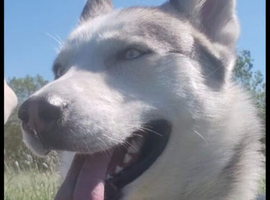 3 year old Siberian husky