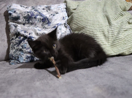 Gorgeous maine coon cross kittens