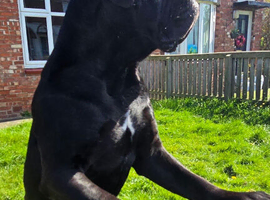 2 year old cane corso