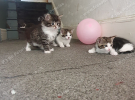 4 kittens for sale