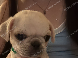 Beautiful pug boy