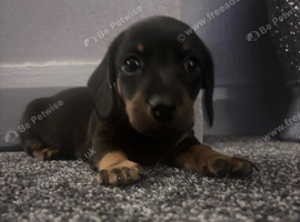 Minature dachshund x 2 beautiful boys