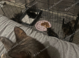 6 beautiful kittens ready in 4 weeks