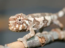 Baby Jackson xantholophus chameleons