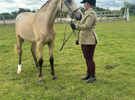 Super smart appaloosa x cob