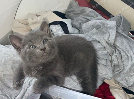 Pure grey tabby Kittens