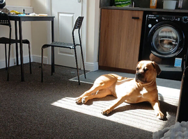 1 year old mastiff