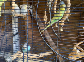 This years baby budgies ready for new homes