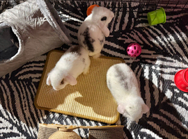 3 female Minilops ready now