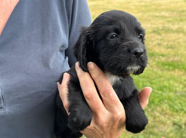 Cocker spaniel puppies