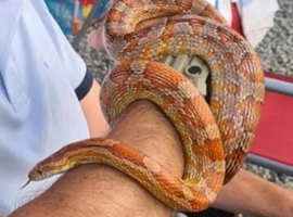 Corn snakes.