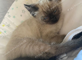Ragdoll female cat