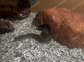 Proven children&rsquo;s python pair and spoofed python proven pair