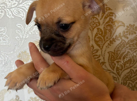 Pug cross jack Russel