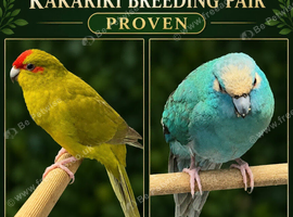 Breeding pair proven kakarakis