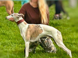 KC Whippet Stud