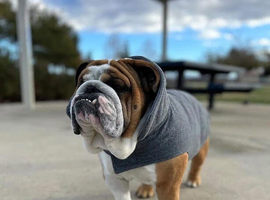 2 Years Old English Bulldog