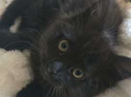 3 Male Kittens Lokking for a New Home 1 Fluffy black left