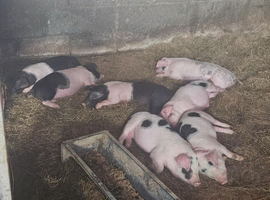 GOS & SADDLEBACK WEANERS