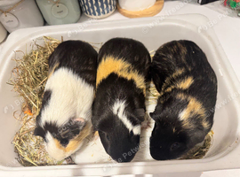 3 male guinea pigs nearly 1 yr old with 3 storey 6ft cagee