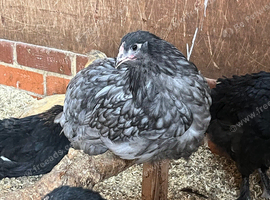 Chickens